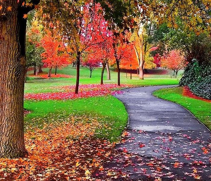 tree line path with beautiful fall foliage