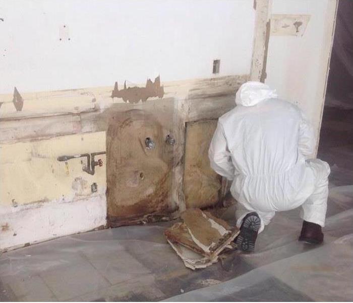 Mold remediation services